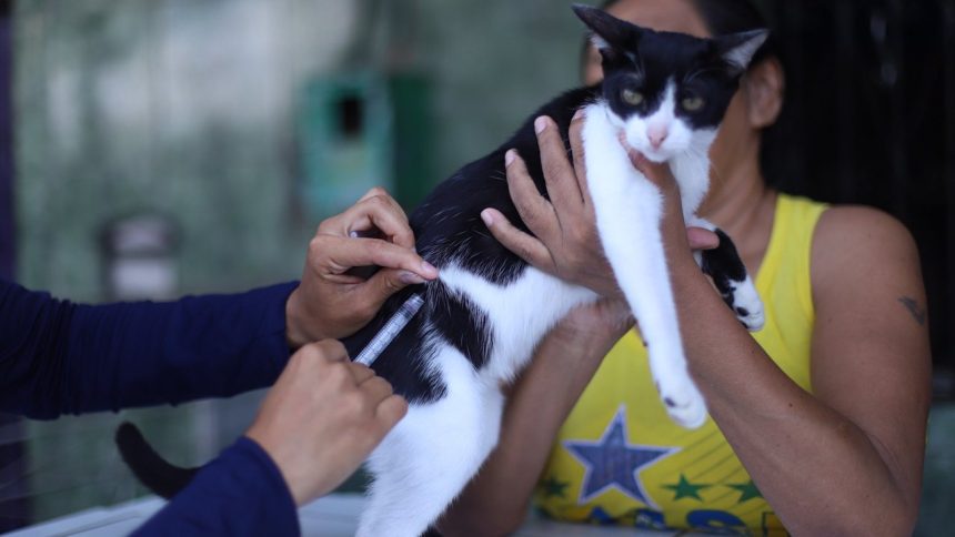 Gato recebendo vacina contra raiva em Manaus. Profissional injeta medicamento em felino.