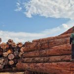 Homem em uniforme verde da IPAAM sobre troncos de madeira licenciada, com céu azul e nuvens.