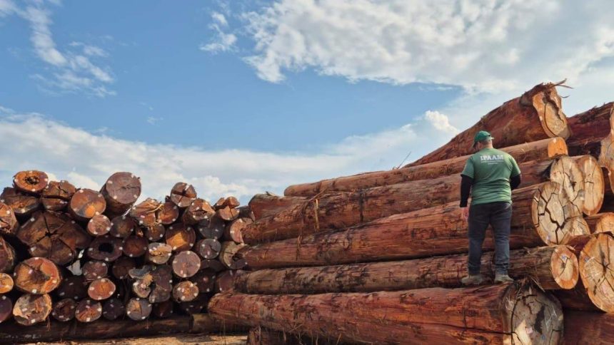 Homem em uniforme verde da IPAAM sobre troncos de madeira licenciada, com céu azul e nuvens.