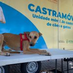 Lago Azul receberá agendamento para castração de cães e gatos