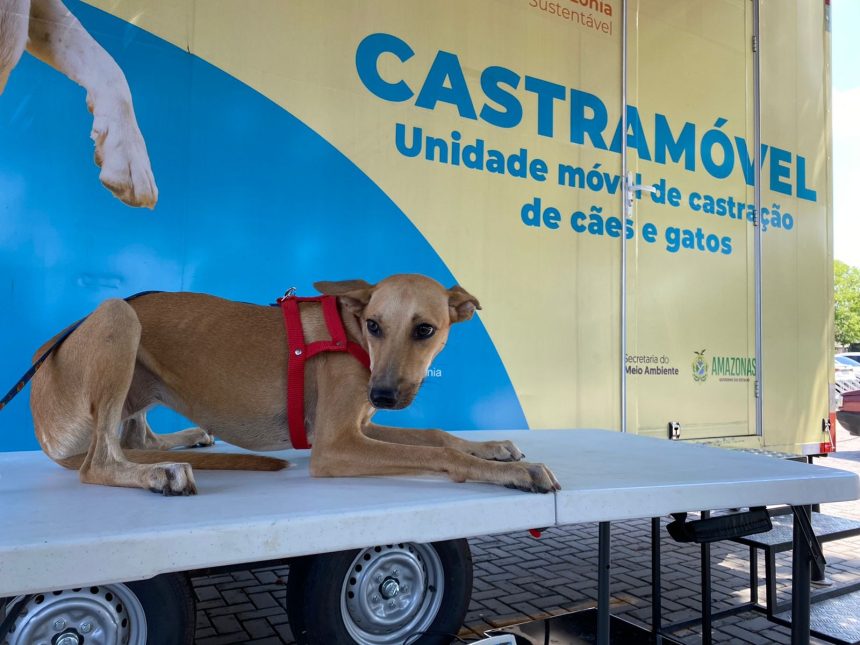 Lago Azul receberá agendamento para castração de cães e gatos