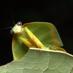 INPA selecionando bolsista em projeto para estudo de biologia molecular de insetos