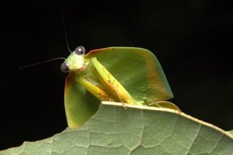 INPA selecionando bolsista em projeto para estudo de biologia molecular de insetos
