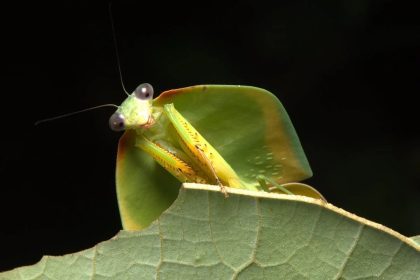 INPA selecionando bolsista em projeto para estudo de biologia molecular de insetos
