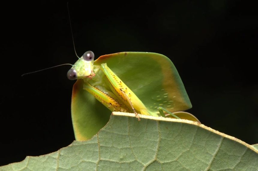 INPA selecionando bolsista em projeto para estudo de biologia molecular de insetos