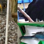 Imagens de aves: gavião em gaiola, urubu e pássaro azulado em um pano