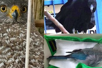 Imagens de aves: gavião em gaiola, urubu e pássaro azulado em um pano