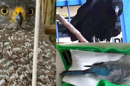 Imagens de aves: gavião em gaiola, urubu e pássaro azulado em um pano