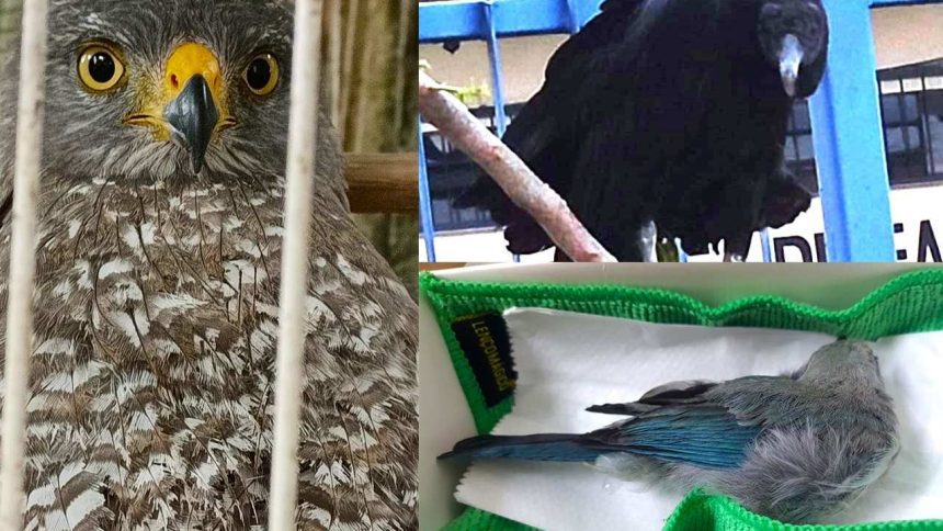 Imagens de aves: gavião em gaiola, urubu e pássaro azulado em um pano