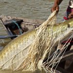 Pesca ilegal de peixe gigante no rio Amazonas, com rede e pescador.