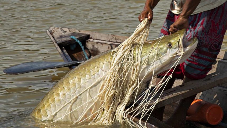 Pesca ilegal de peixe gigante no rio Amazonas, com rede e pescador.