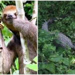 Bicho-preguiça na árvore e jacaré na vegetação.