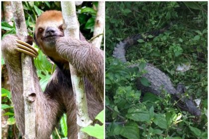 Bicho-preguiça na árvore e jacaré na vegetação.
