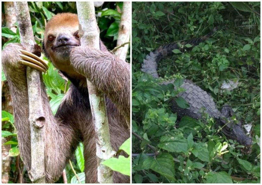 Bicho-preguiça na árvore e jacaré na vegetação.