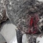 Pitbull se solta e ataca cachorro em São Paulo