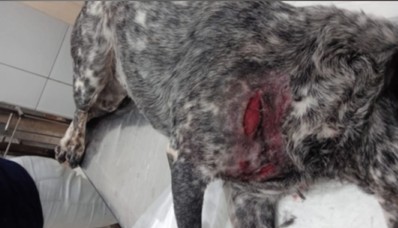 Pitbull se solta e ataca cachorro em São Paulo