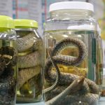 Levantamento aponta serpentes como principal causa de acidentes no Amazona