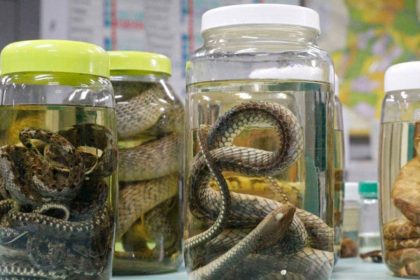 Levantamento aponta serpentes como principal causa de acidentes no Amazona
