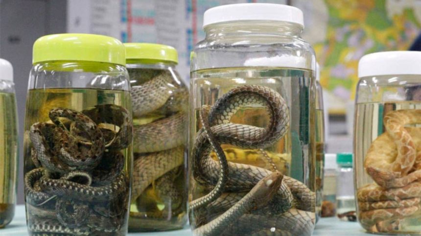 Levantamento aponta serpentes como principal causa de acidentes no Amazona