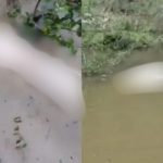 Corpo esquartejado é encontrado boiando no Lago do Tarumã-Açu, em Manaus