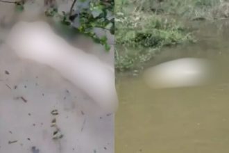 Corpo esquartejado é encontrado boiando no Lago do Tarumã-Açu, em Manaus