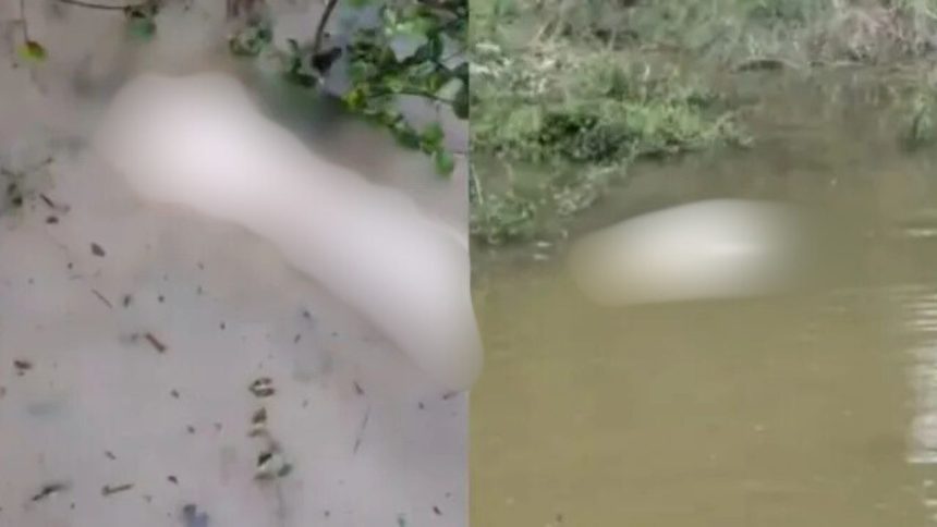 Corpo esquartejado é encontrado boiando no Lago do Tarumã-Açu, em Manaus