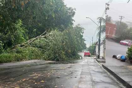 Queda de árvores e alagamentos marcam dia de chuva em Manaus