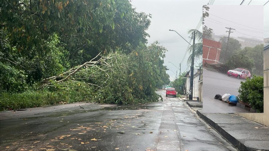 Queda de árvores e alagamentos marcam dia de chuva em Manaus