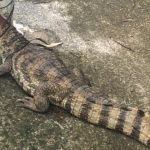 Jacaré é resgatado após ser encontrado nas ruas do bairro Parque 10, em Manaus