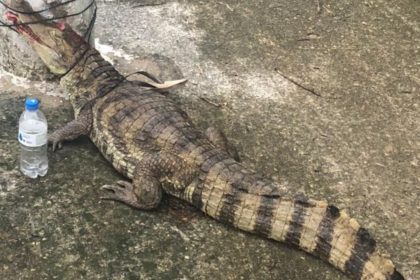 Jacaré é resgatado após ser encontrado nas ruas do bairro Parque 10, em Manaus