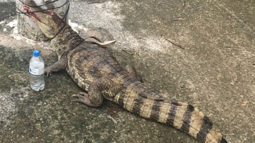 Jacaré é resgatado após ser encontrado nas ruas do bairro Parque 10, em Manaus