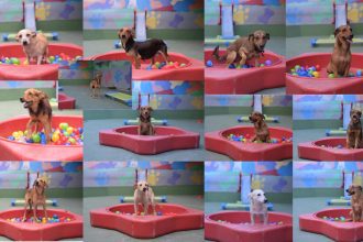 Sepet-AM abre adoção de 16 cães resgatados; saiba como levar o seu para casa