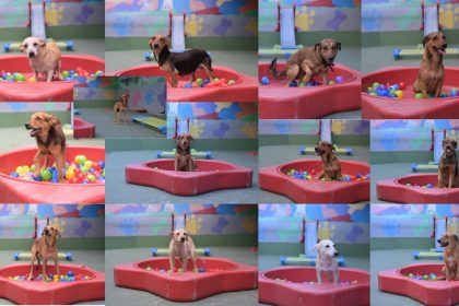 Sepet-AM abre adoção de 16 cães resgatados; saiba como levar o seu para casa