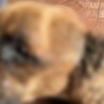 Homem é preso em Manaus após cão desnutrido ser resgatado