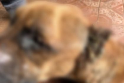 Homem é preso em Manaus após cão desnutrido ser resgatado