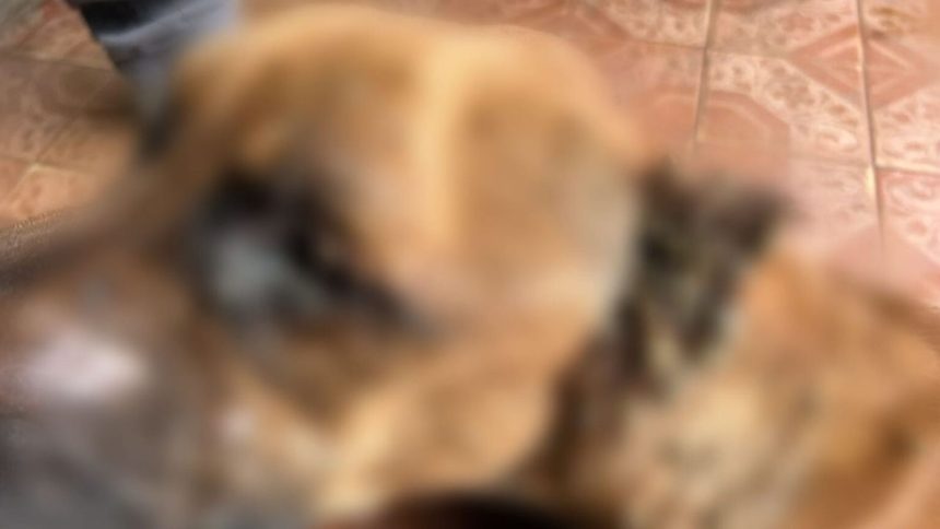 Homem é preso em Manaus após cão desnutrido ser resgatado