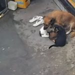 Homem é preso por bater e não alimentar cães no bairro Gilberto Mestrinho, em Manaus