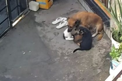 Homem é preso por bater e não alimentar cães no bairro Gilberto Mestrinho, em Manaus