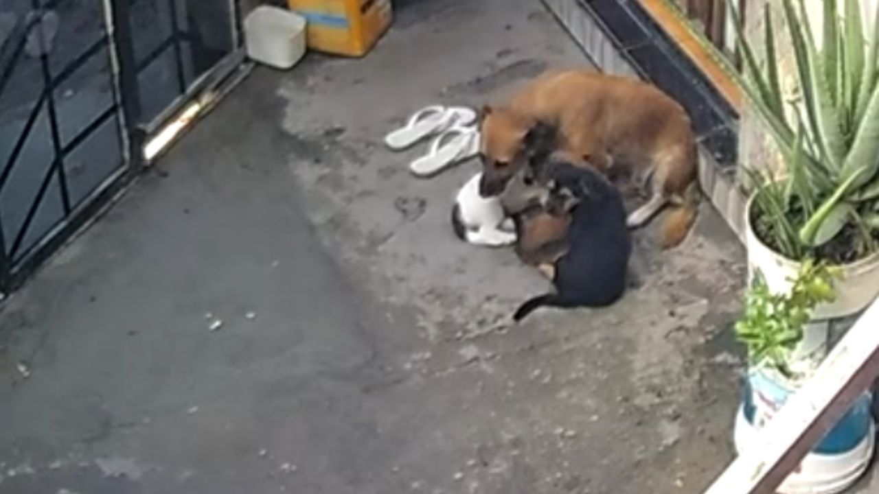 Homem é preso por bater e não alimentar cães no bairro Gilberto Mestrinho, em Manaus