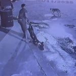 Homem é preso após agredir cachorro até a morte no Amazonas