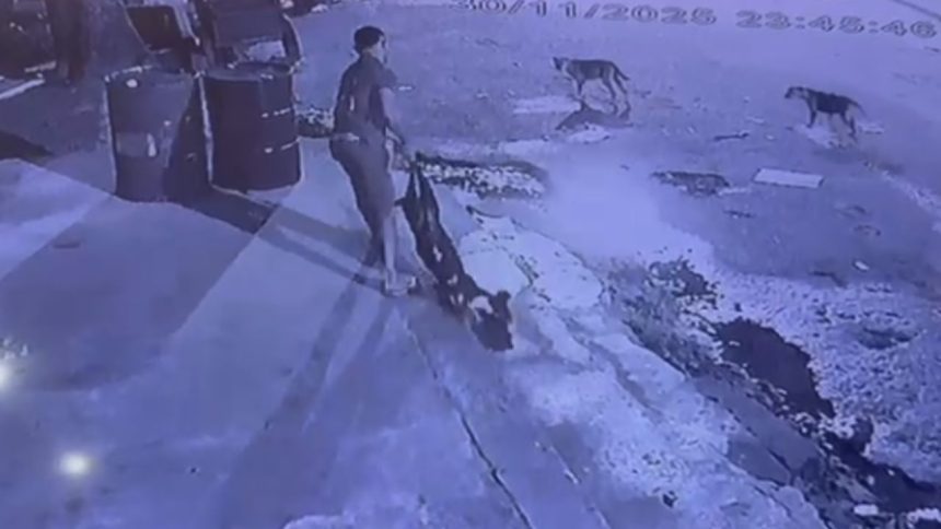 Homem é preso após agredir cachorro até a morte no Amazonas