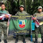 Filhotes de peixe-boi com sinais de maus-tratos são resgatados no Amazonas