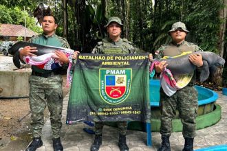 Filhotes de peixe-boi com sinais de maus-tratos são resgatados no Amazonas