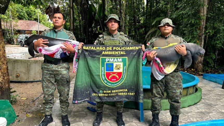Filhotes de peixe-boi com sinais de maus-tratos são resgatados no Amazonas