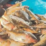 Fiscalização apreende cerca de duas toneladas de pescado irregular no AM