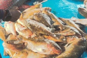 Fiscalização apreende cerca de duas toneladas de pescado irregular no AM
