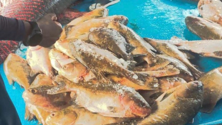 Fiscalização apreende cerca de duas toneladas de pescado irregular no AM