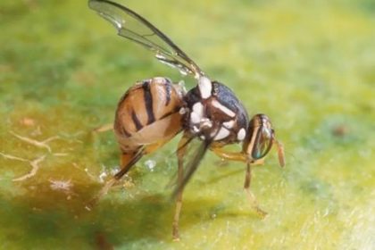 Especimes suspeitos de mosca-da-carambola são detectados no Amazonas