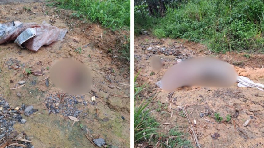 Jovem é encontrado decapitado em área de mata na zona oeste de Manaus