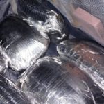 'Mula' é presa em Manaus com cocaína escondida em mala disfarçada com café